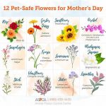 Pet-friendly And Child-safe Flowers