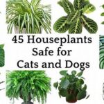 Pet-safe Decorative Plant Varieties