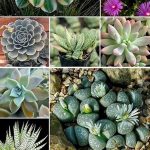 Pet-safe Succulent Plant Varieties