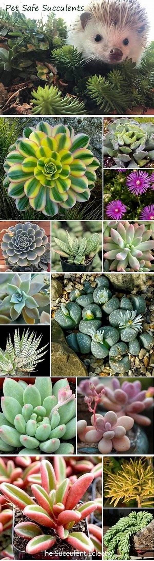 Pet-safe Succulent Plant Varieties