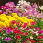 Popular Seasonal Flowers For Home
