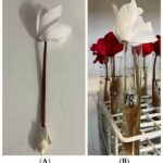 Prolonging Vase Life Of Flowers