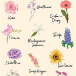 Safe Blooms For Feline Homes