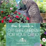 Safe Garden Flowers For Cats