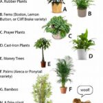Safe Indoor Plants For Families