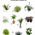 Safe Plants For Pet-friendly Homes