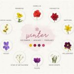 Seasonal Flower Food Application Tips