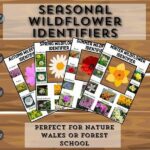 **seasonal Wildflower Identification Techniques**