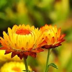 Secrets To Everlasting Floral Presentations
