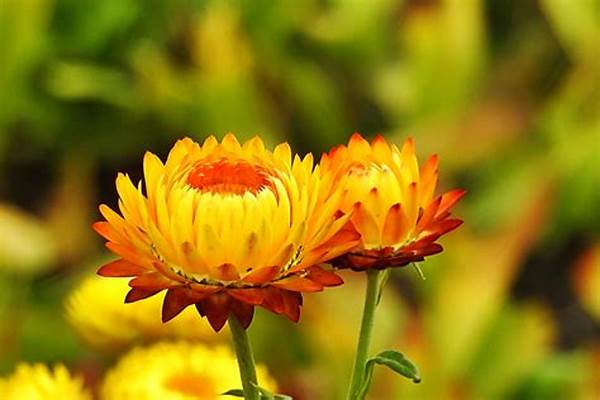 Secrets To Everlasting Floral Presentations
