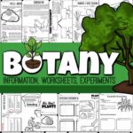 Simple Botany Lessons Children