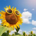 Sunlight Needs For Flowering Plants