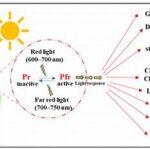 Sunlight’s Role In Plant Flowering