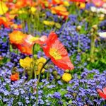 Techniques For Discovering Wildflowers Outdoors