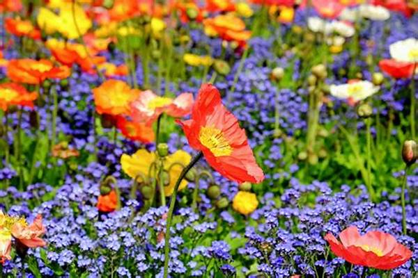 Techniques For Discovering Wildflowers Outdoors