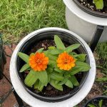 Temperature Advice For Florist Blooms