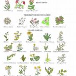 Tips For Identifying Wild Blossoms