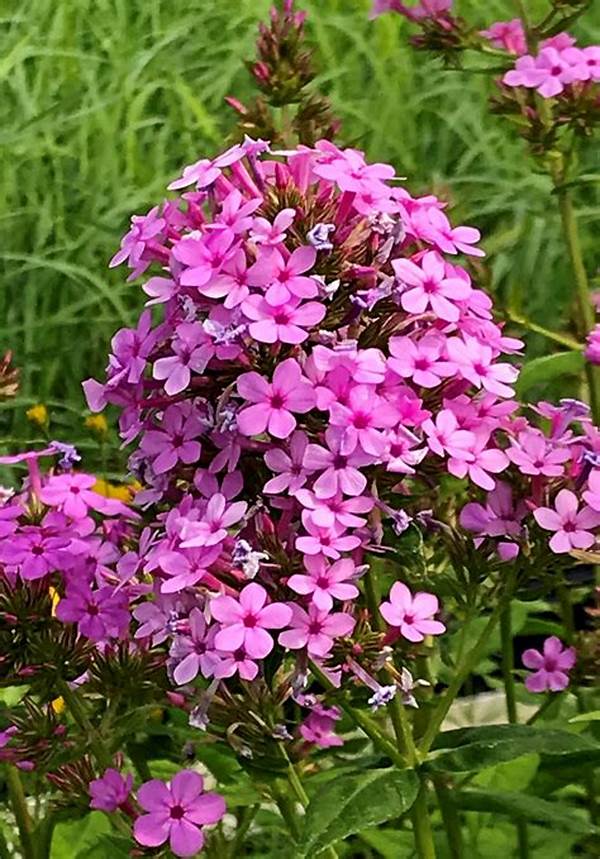 Top Aromatic Blooming Plants
