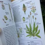 **using Field Guides For Wildflowers**