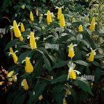 Versatile Year-round Bloomer Selections