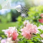 Watering Tips For Fresh Bouquets