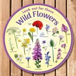 Wildflower Identification In Nature