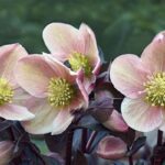 Winter Blooming Plant Maintenance
