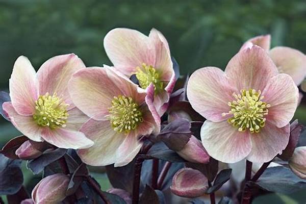 Winter Blooming Plant Maintenance