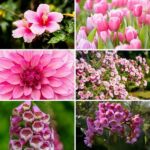 Year-round Blooming Flower Varieties