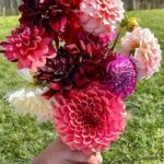 Affordable Bouquet Plan Subscriptions