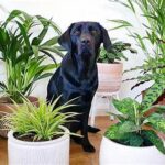Animal-friendly Greenery For Indoors