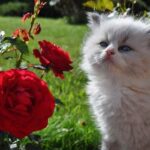 Best Flowers For Homes With Cats