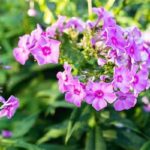 Best Smelling Blooming Plants