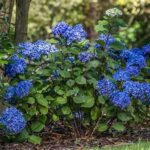 Best Sunlight Conditions For Blooming