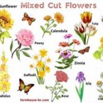 Best Temperature Practices For Cut Flowers