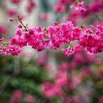 Blossoms Endemic To Specific Locales