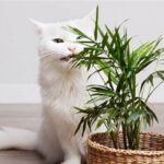 Cat-friendly Indoor Gardening Guide