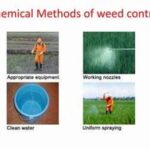 Chemical-free Weed Management Strategies