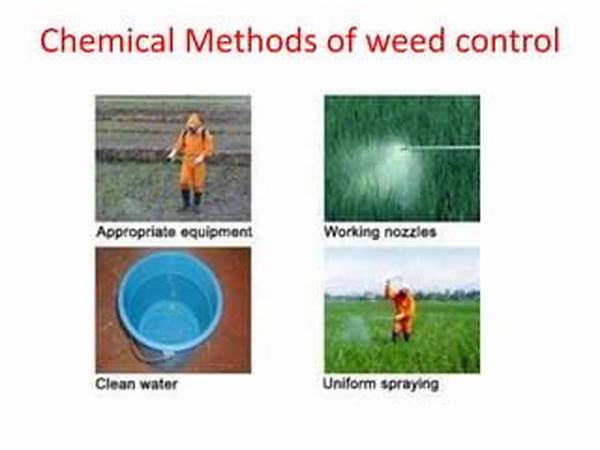Chemical-free Weed Management Strategies