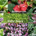 Choosing Non-toxic Flowers For Children