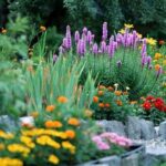 Choosing Wildflowers For Small Gardens