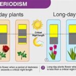 Day Length For Plant Blooming
