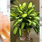 Easy-care Indoor Plants For Families