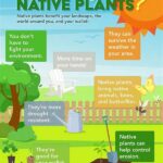Ecological Importance Of Native Flowers