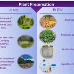 Effective Methods For Botanical Preservation