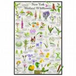 “features Of Common Wildflowers”