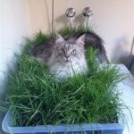 Feline-safe Indoor Garden Ideas