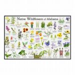 Field Guide To Native Wildflowers