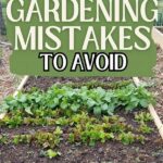 Flower Gardening Errors To Avoid