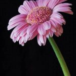 Flower Photography Tips For Beginners